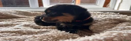 Rottweiler dogs for sale: Beautiful Rottweiler Pups  - Advert 36