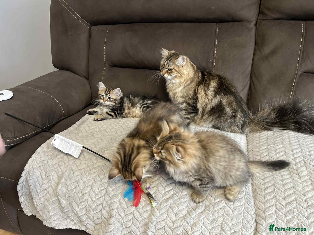 Siberian cats for sale: Purebred- Hypoallergenic Siberian Kittens - Image 12