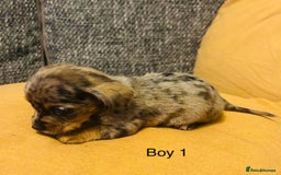 Mixed Breed dogs for sale: Adorable doxiepoo puppies  - Image 4