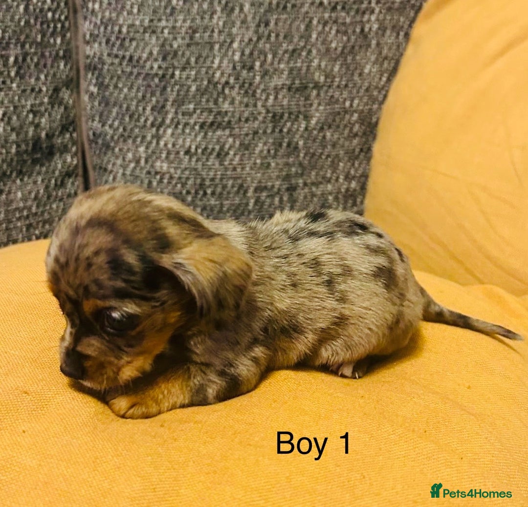 Mixed Breed dogs for sale: Adorable doxiepoo puppies  - Image 4