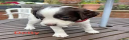 English Springer Spaniel dogs for sale: English Springer Spaniels white and liver girls in Thirsk - Advert 9