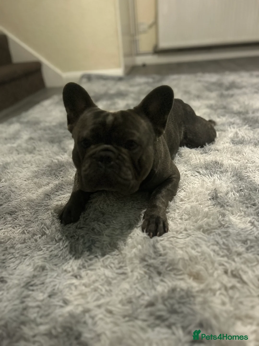 French Bulldog dogs for sale: 3 year old French bulldog - Bode  - Advert 5