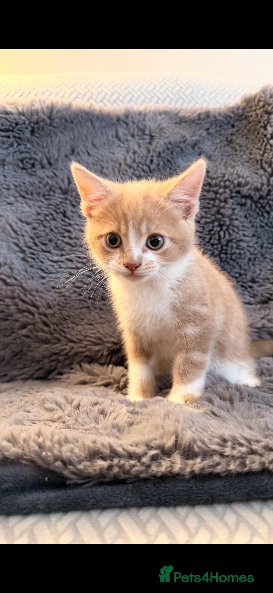 Maine Coon cats for sale: Maine Coon X British Shorthair  - Advert 5