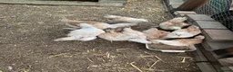 Chickens poultry for sale: Salmon Faverolle Hens for sale - 5 weeks old - Advert 2