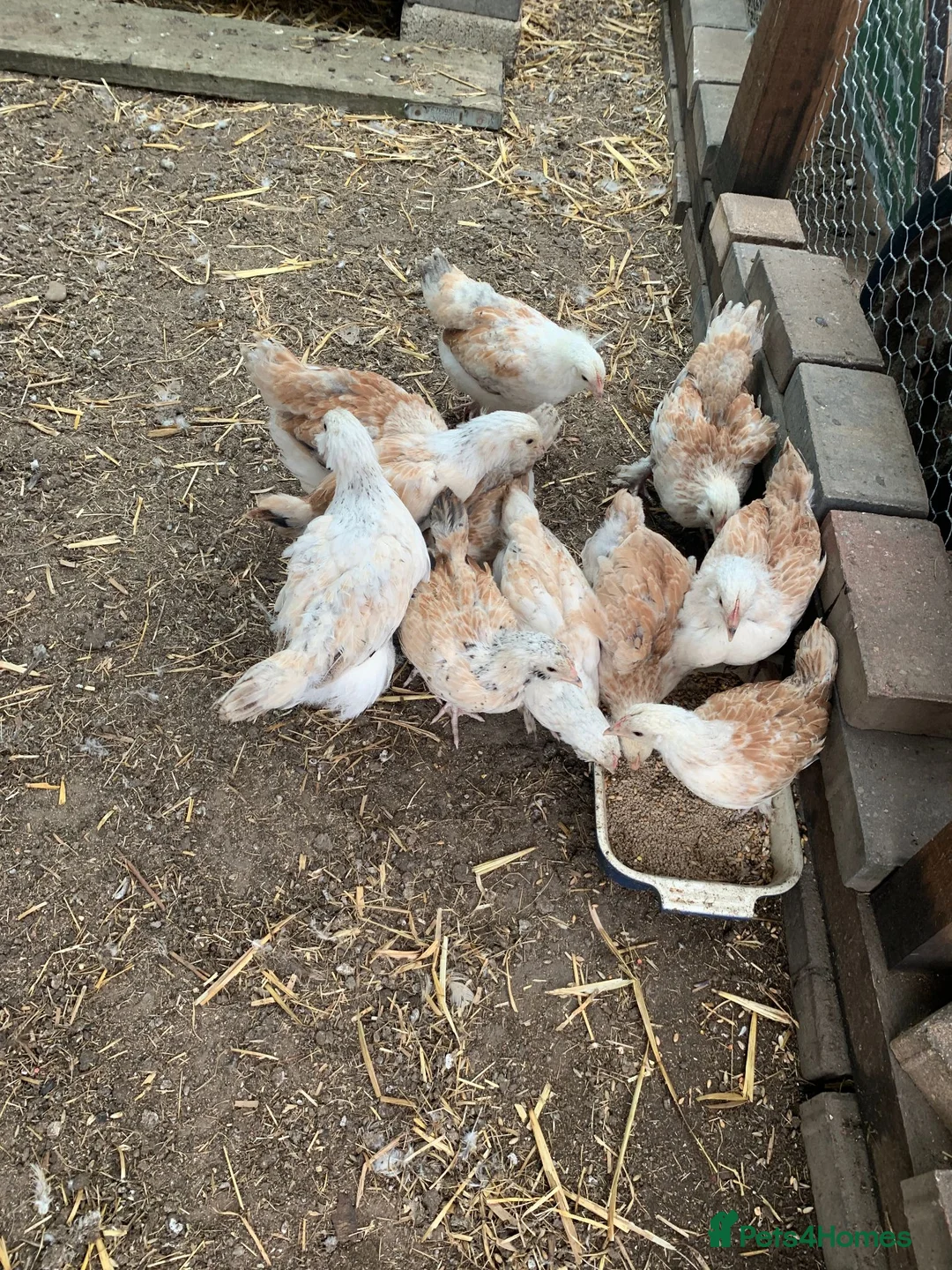 Chickens poultry for sale: Salmon Faverolle Hens for sale - 5 weeks old - Advert 2