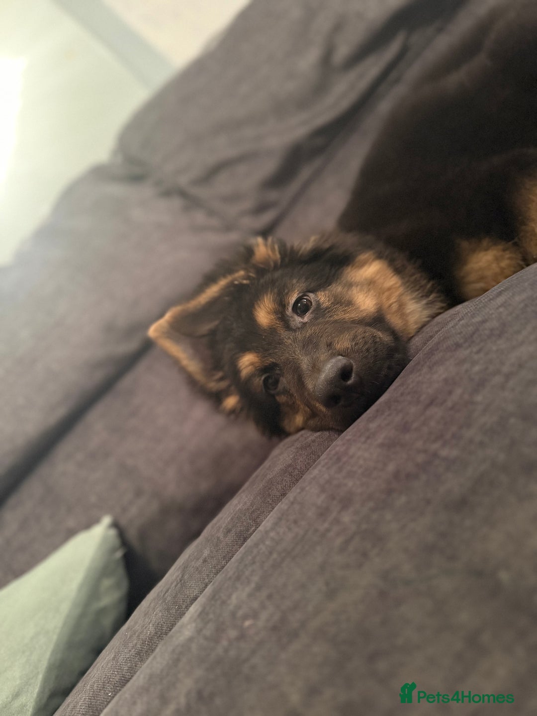 German Shepherd dogs for sale: German Shepherd Male - Advert 2
