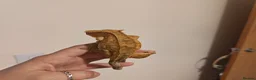 Gecko reptiles for sale: 4x Crested Geckos + Viv in Coalville - Advert 6
