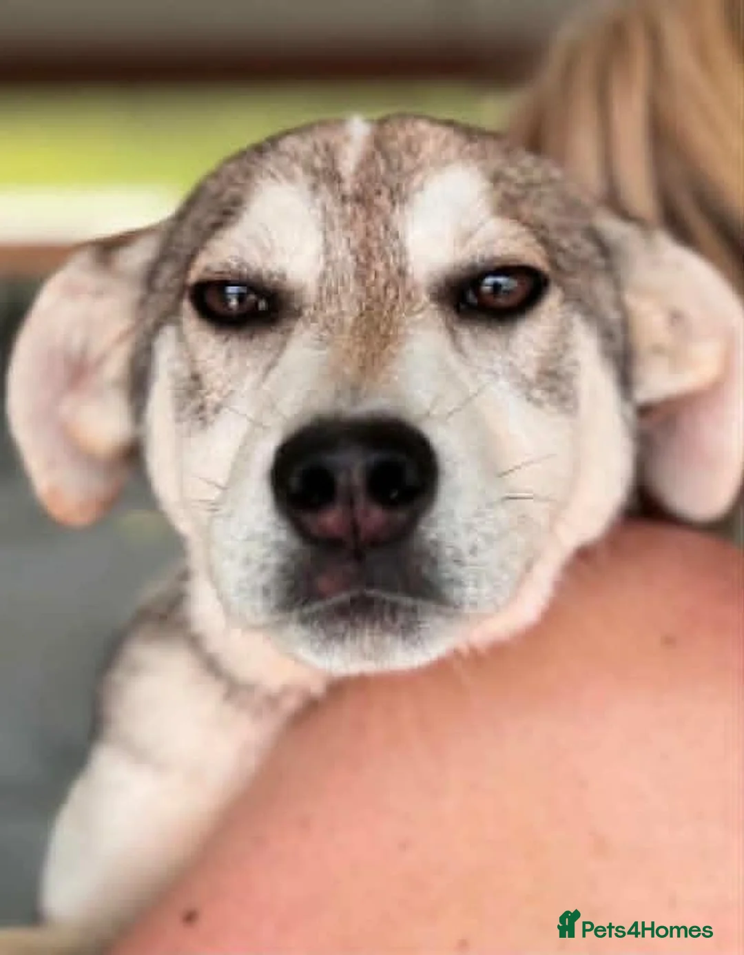 Mixed Breed dogs for adoption: Dino  - Advert 2