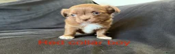 Chihuahua dogs for sale: Beautiful Litter of Long Coat Chihuahua Puppies - Advert 11