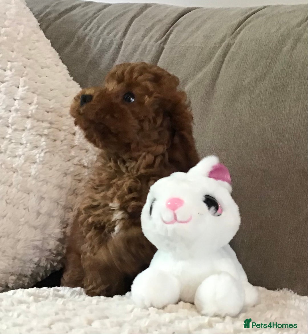 Cockapoo dogs for sale: ADORABLE SMALL MINIATURE F1B COCKAPOO PUPPIES - Image 11