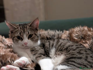 Mixed Breed cats - Advert 30