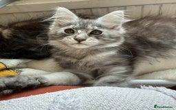 Maine Coon cats for sale: Maine coon - Image 13