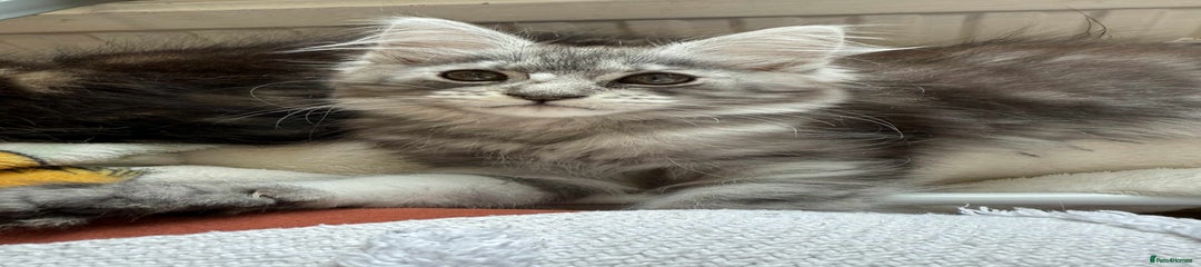 Maine Coon Kitten 2