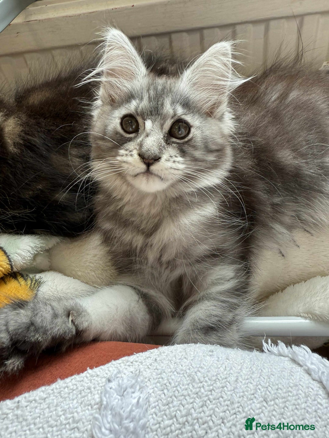 Maine Coon cats for sale: Maine coon - Image 13