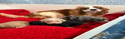 Cavapoo dogs for sale: F1 Beautiful cavapoo puppies Health tested parents - Advert 19