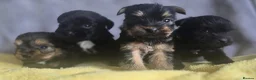 Cairn Terrier dogs for sale: Cairn terrier x Yorkie puppies  - Advert 4