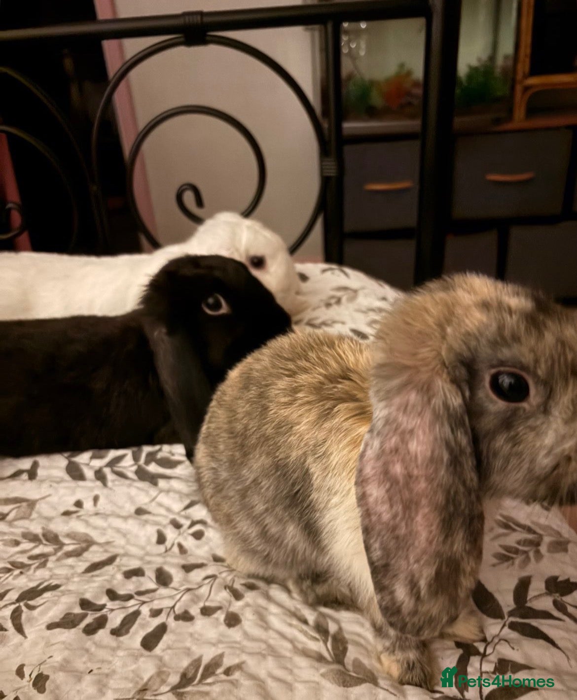 Mini Lop rabbits looking for their forever home!🐰 - Advert 1