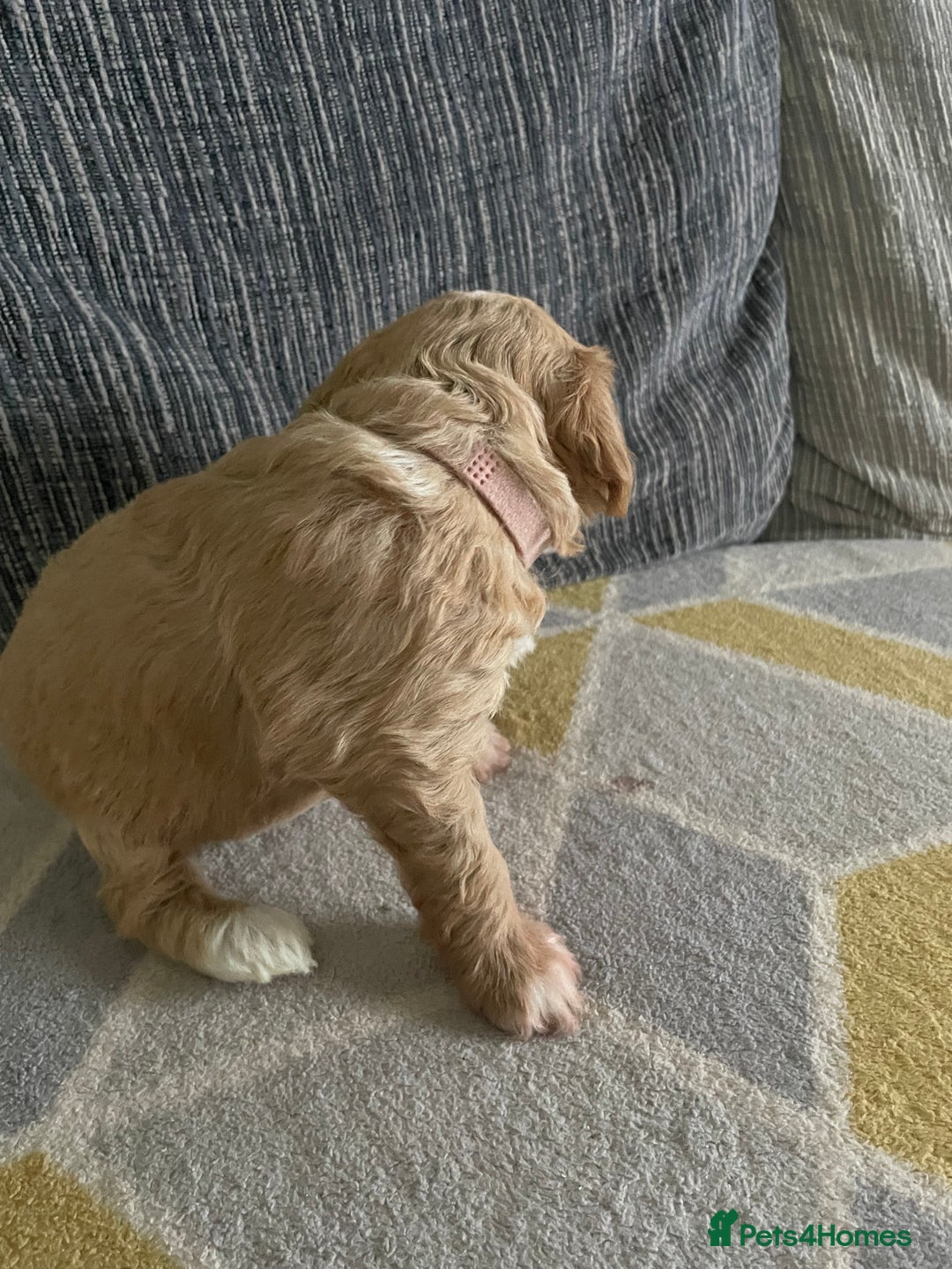 Mixed Breed dogs for sale: Miniature pups, will be available 5th  February  - Advert 6