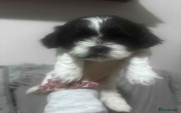 Mixed Breed dogs for sale: Shishon cross japanese chin  - Image 6