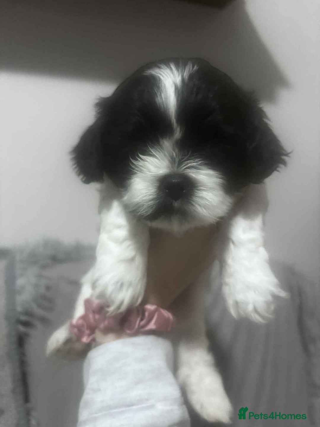 Mixed Breed dogs for sale: Shishon cross japanese chin  - Image 6