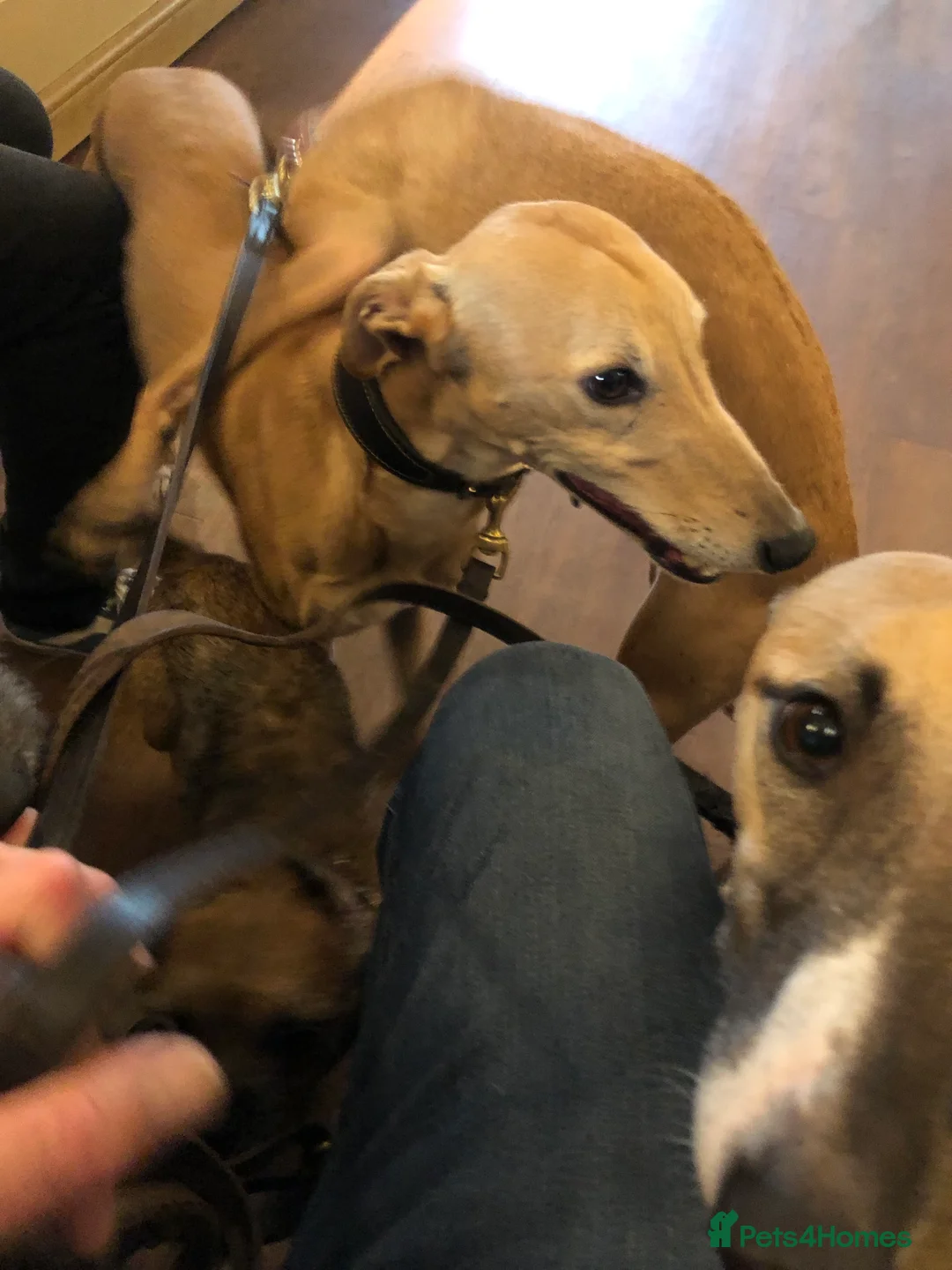 Gallery Image {{count}}