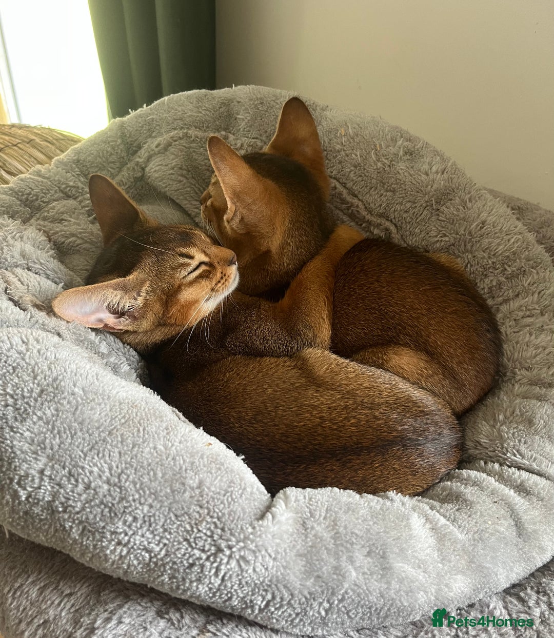 Abyssinian cats for sale: Beautiful Aby Girls in Northwood - Image 9