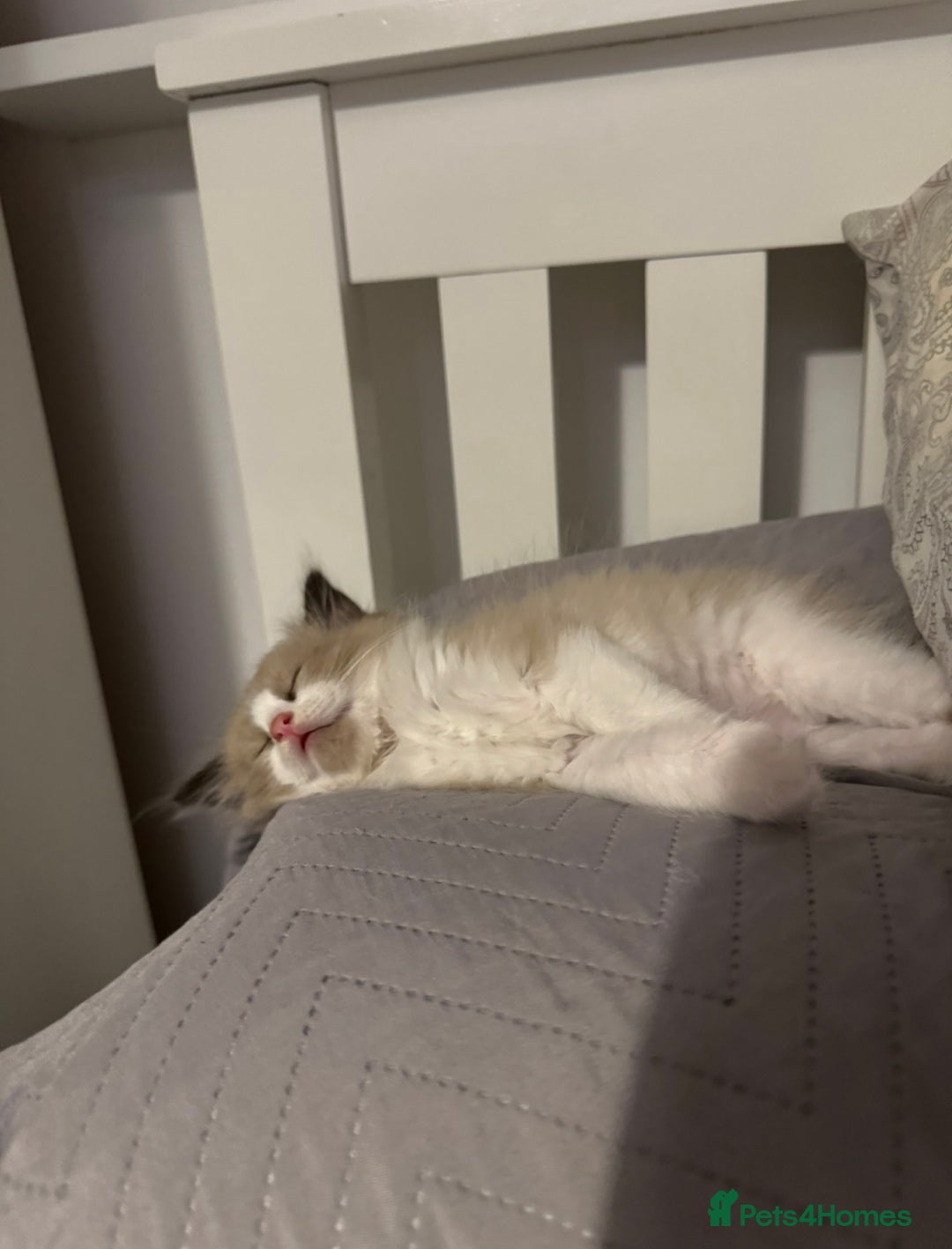 Ragdoll cats for sale: Ragdoll kittens for sale in Romford - Image 14