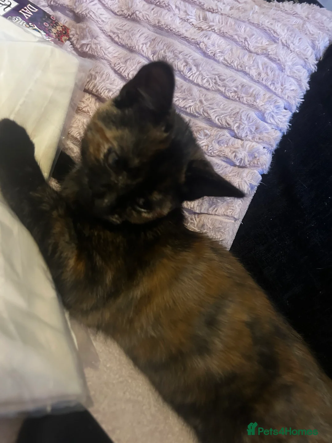 Mixed Breed cats for sale: Kitten for sale x  - Advert 3