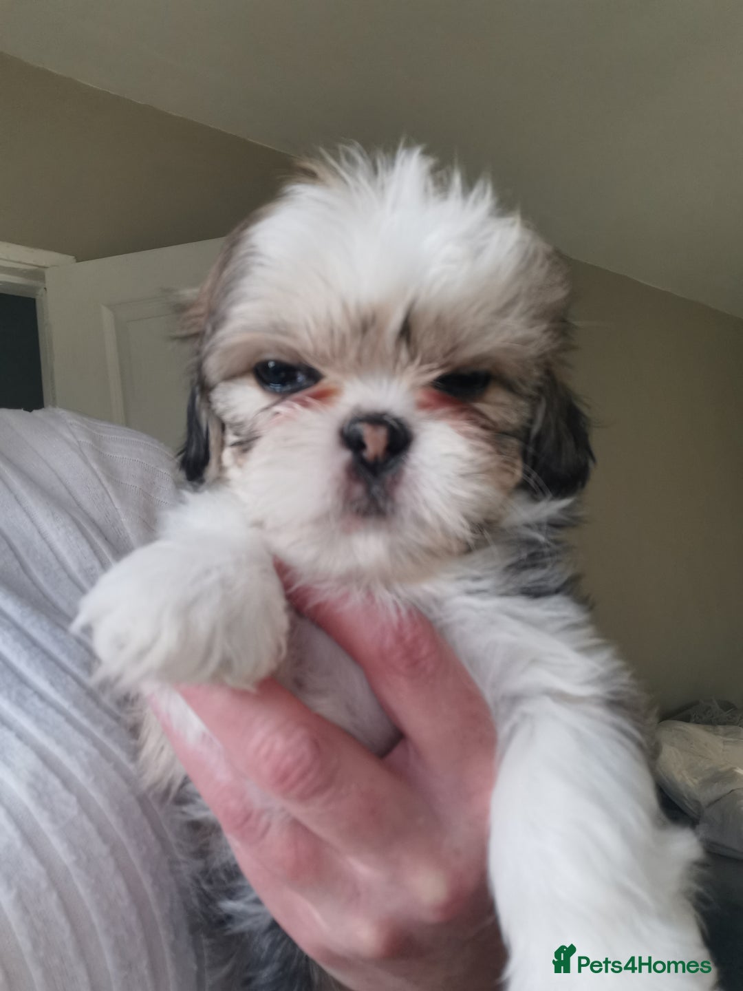Mixed Breed dogs for sale: Adorable fluffy shihtzu pups - Advert 3