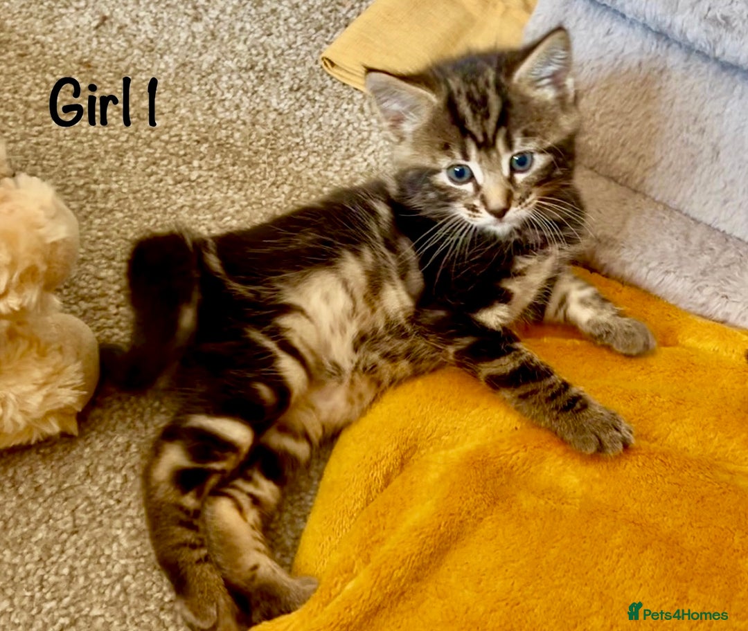 Bengal cats for sale: 3/4 Bengal - cross kittens  - Image 3