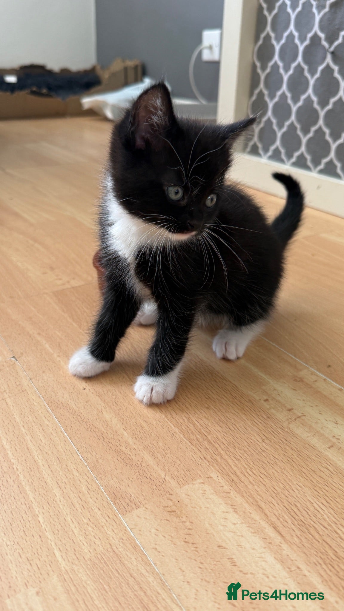 British Shorthair cats Beautiful kitten  - Advert 14