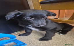 Border Collie dogs for sale: Border collie pup - Image 4