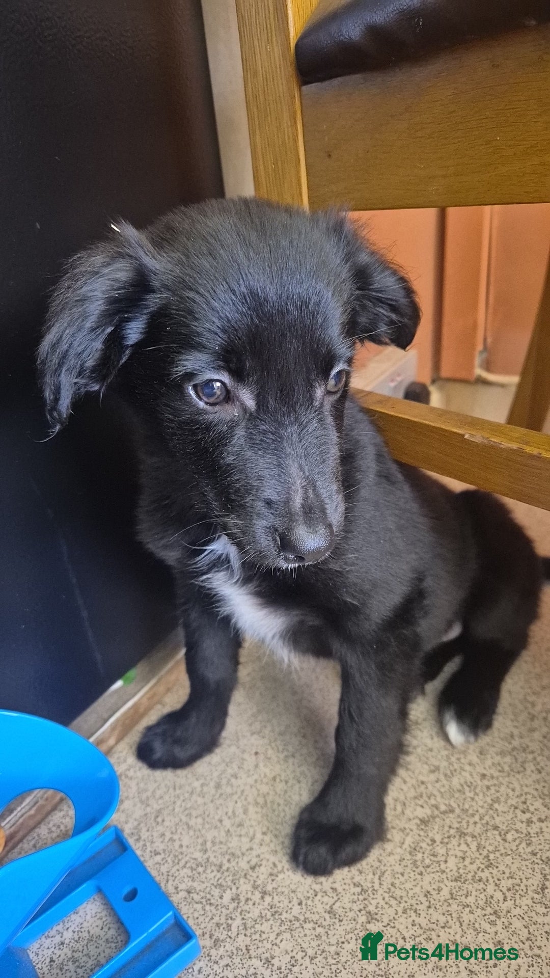 Border Collie dogs for sale: Border collie pup - Image 4