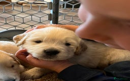 Golden Retriever dogs for sale: Expecting golden retriever puppies - Image 4