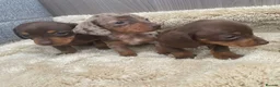 Miniature Dachshund dogs for sale: Miniature dachshund - Advert 1