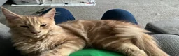 Maine Coon cats for stud: For stud duties only in Hull - Advert 4