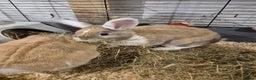 Dutch rabbits for sale: Two female rabbits  - Advert 1