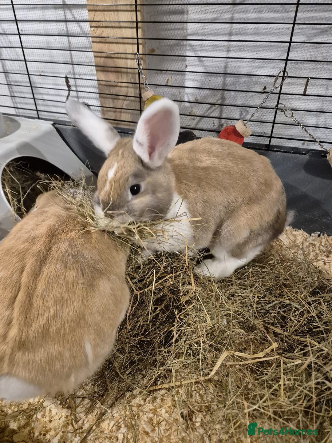 Dutch rabbits for sale: Two female rabbits  - Advert 1