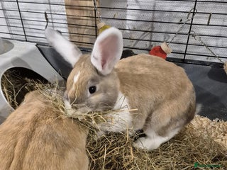 Dutch rabbits Two female rabbits - Advert 1