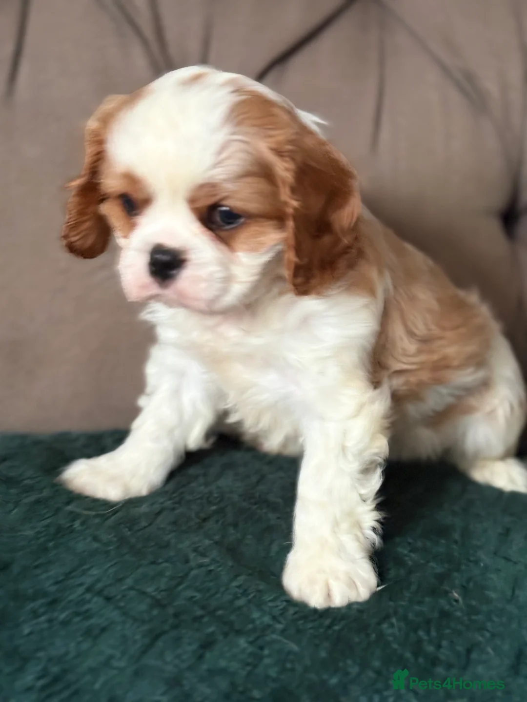 Cavalier King Charles Spaniel dogs for sale: KC PEDIGREE CAVALIER KING CHARLES - Advert 4