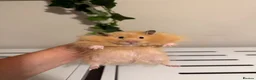 Hamster rodents for sale: Long haired male hamster  - Advert 1