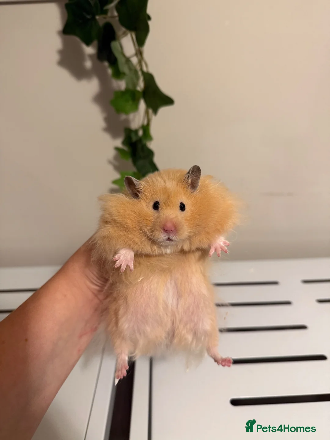 Hamster rodents for sale: Long haired male hamster  - Advert 1