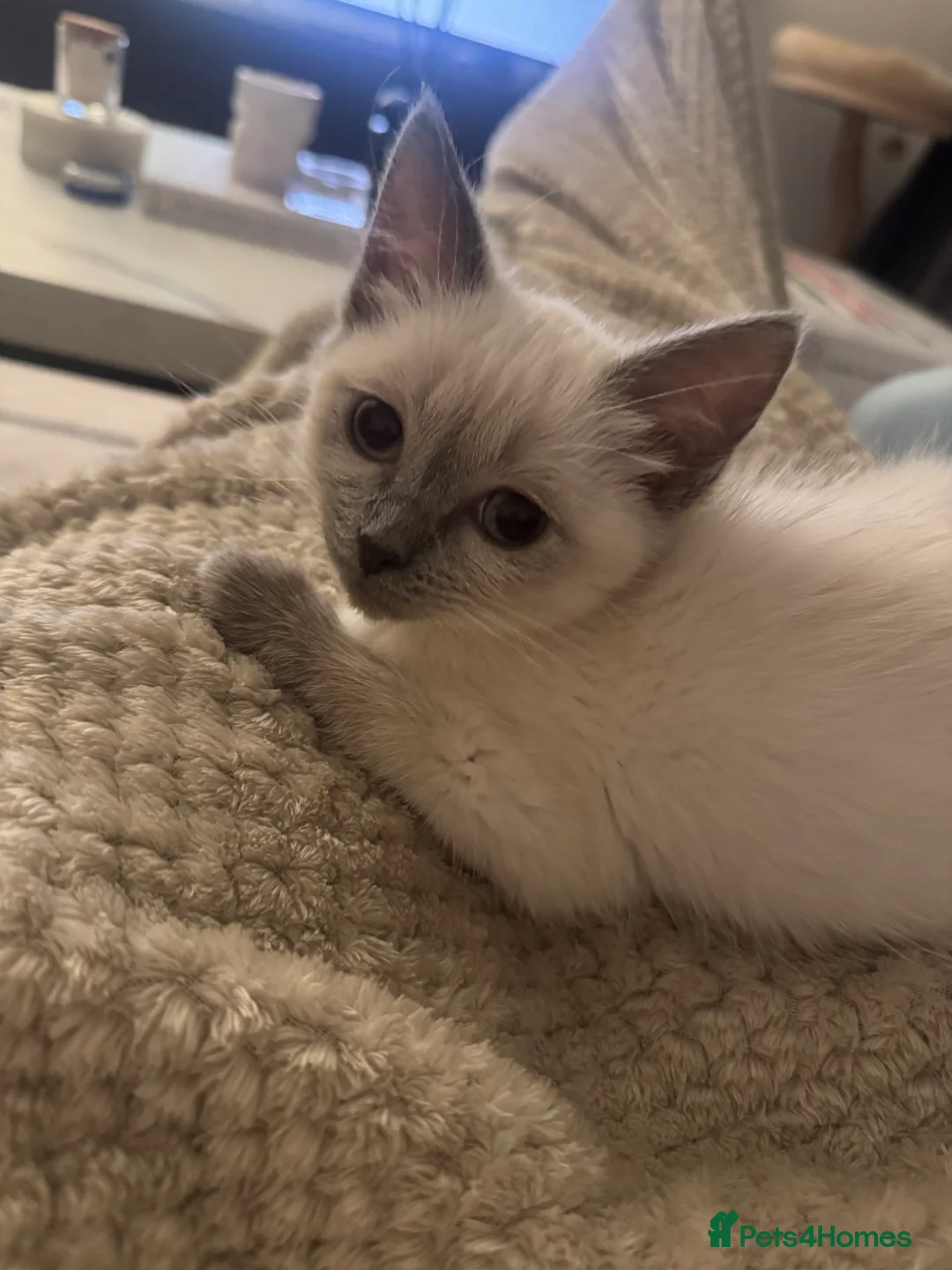 Ragdoll cats for sale: Ragdoll mix  - Advert 7