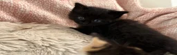 Mixed Breed cats for sale: Ragamuffin mix kittens please read description  - Advert 20