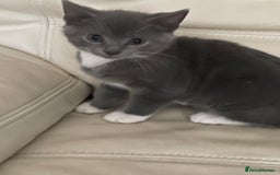 Siamese cats for sale: 3 female kittens  - Image 4