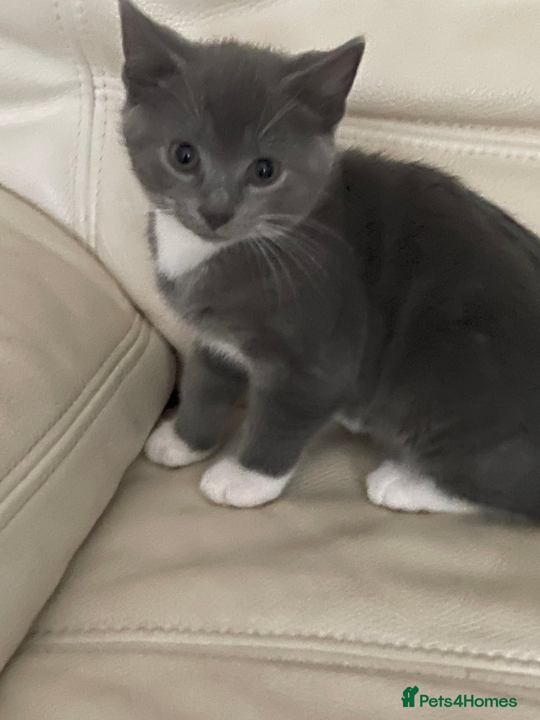 Siamese cats for sale: 3 female kittens  - Image 4