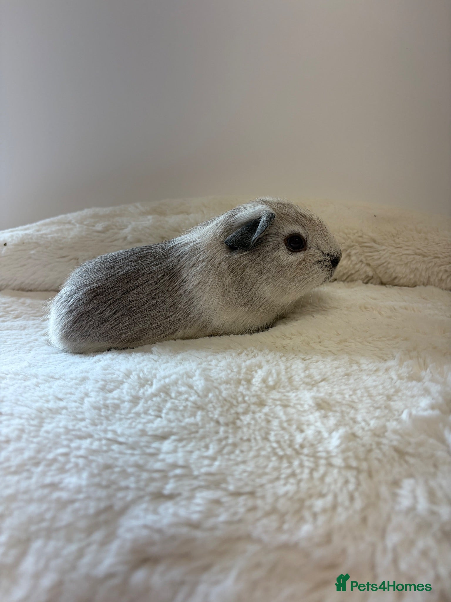 Guinea Pig rodents Beautiful baby boy  guineas  - Advert 1