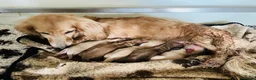 Miniature Dachshund dogs for sale: Exceptional Champion CK ML Dachshund Puppies  - Advert 4