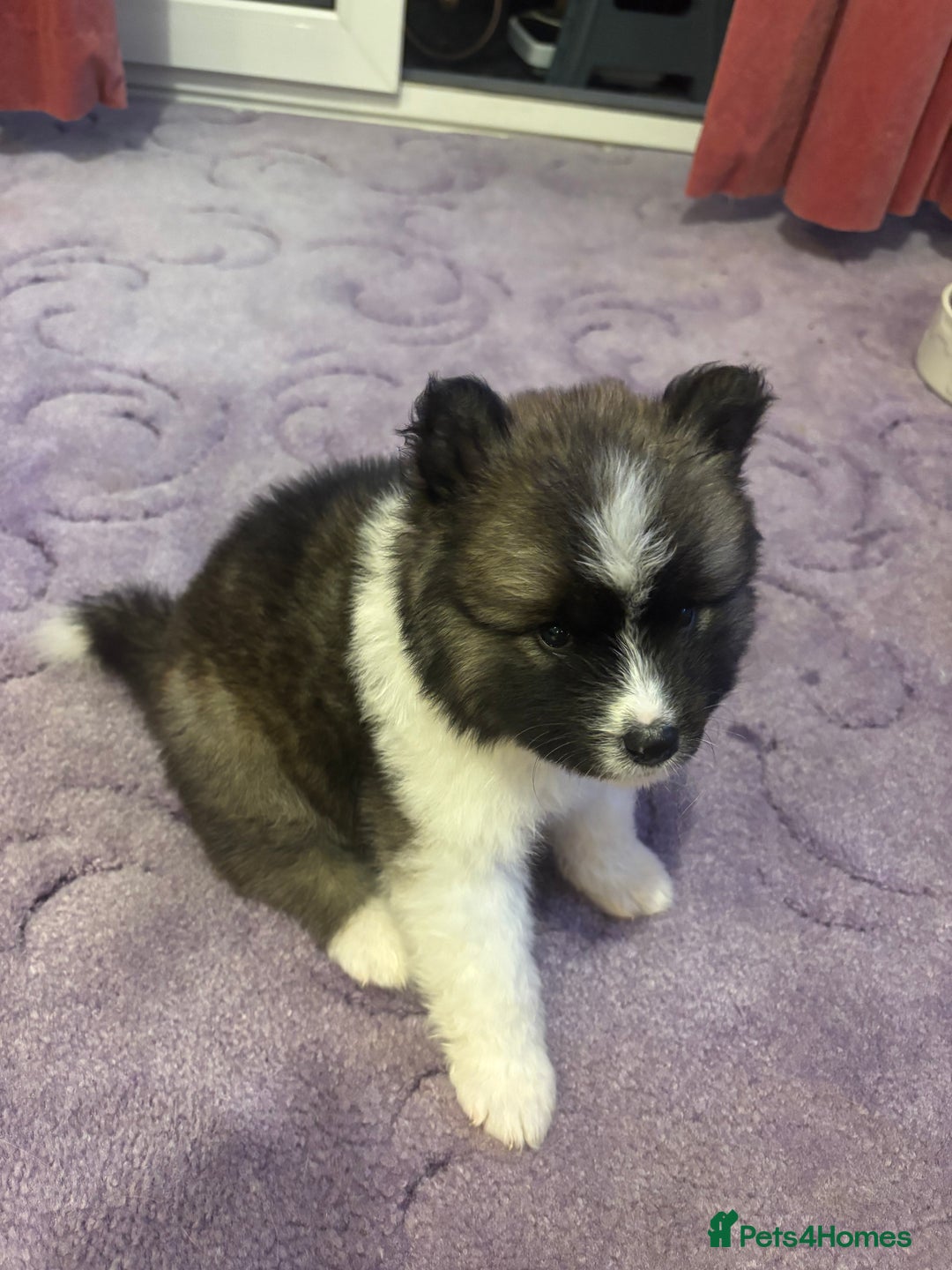 Akita dogs for sale: japanese cross american akitas  - Image 6