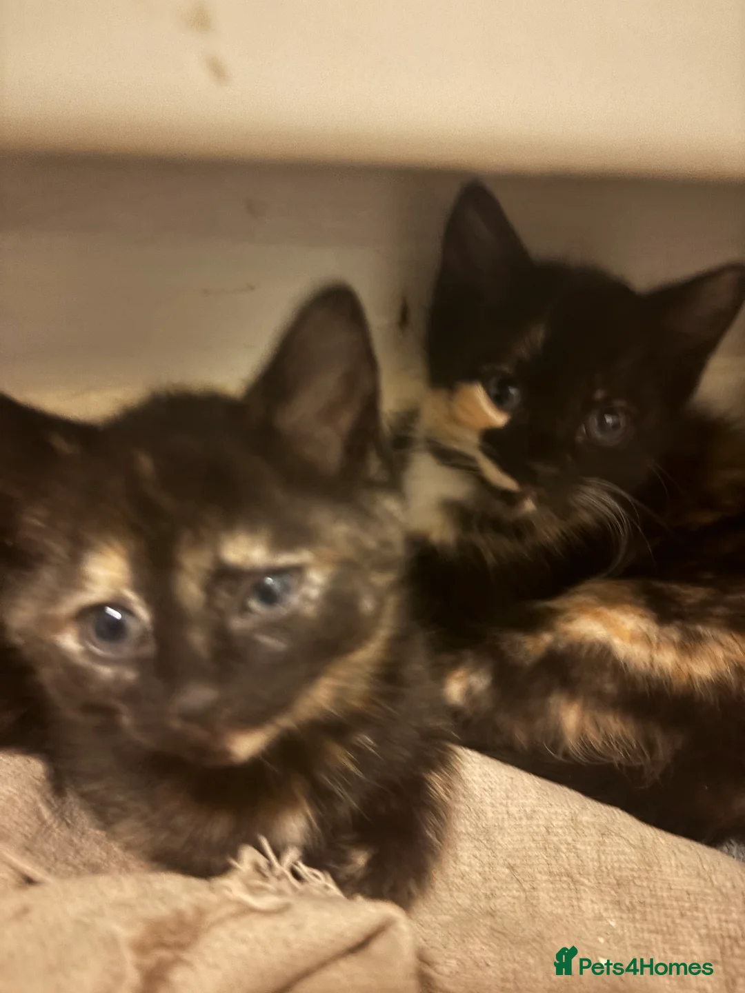 Mixed Breed cats for sale: Beautiful calico and tortoise shell kittens - Advert 7